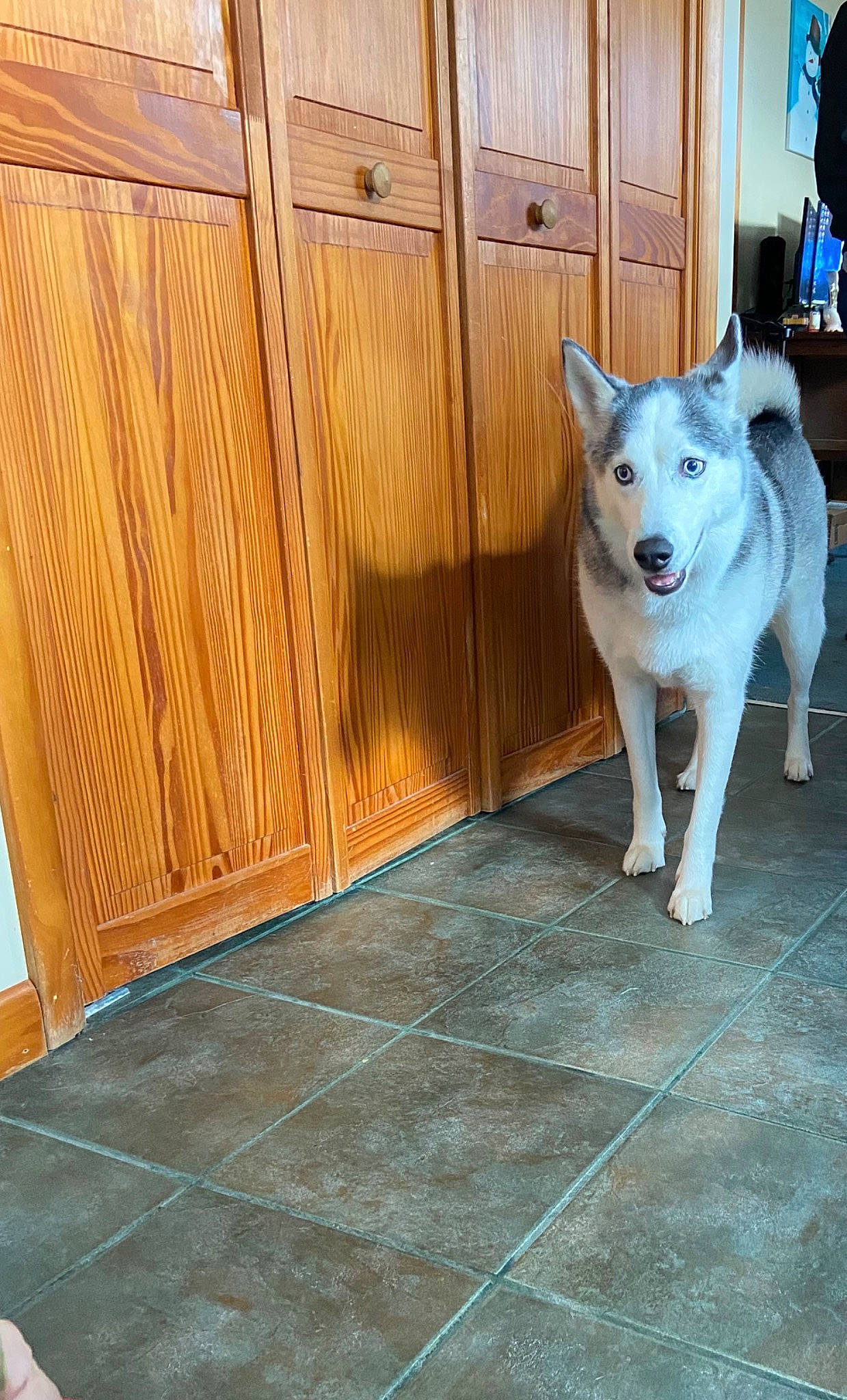 Eliza joined the competition — help win amazing prizes! canidae, carnivore, companion_dog, dog, dog_breed, door, fawn, felidae, fence, floor, flooring, hardwood, home_door, metal, snout, sporting_group, tail, varnish, wood, working_animal