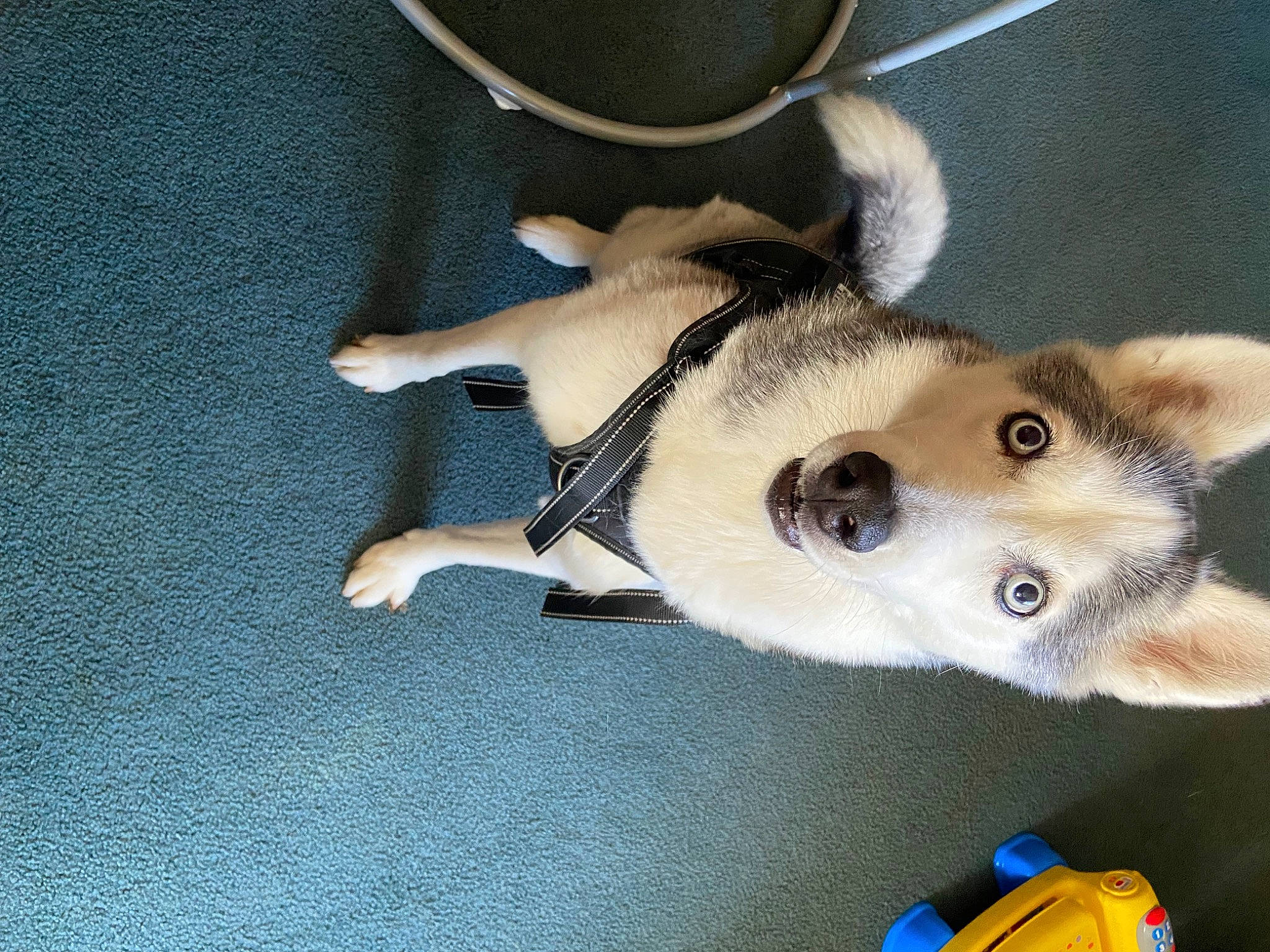 Eliza is registered to the contest to win money with this photo: ancient_dog_breeds, canidae, carnivore, companion_dog, dog, dog_breed, electric_blue, fawn, felidae, flooring, fur, non_sporting_group, paw, puppy, small_to_medium_sized_cats, sporting_group, tail, terrestrial_animal, whiskers, working_animal