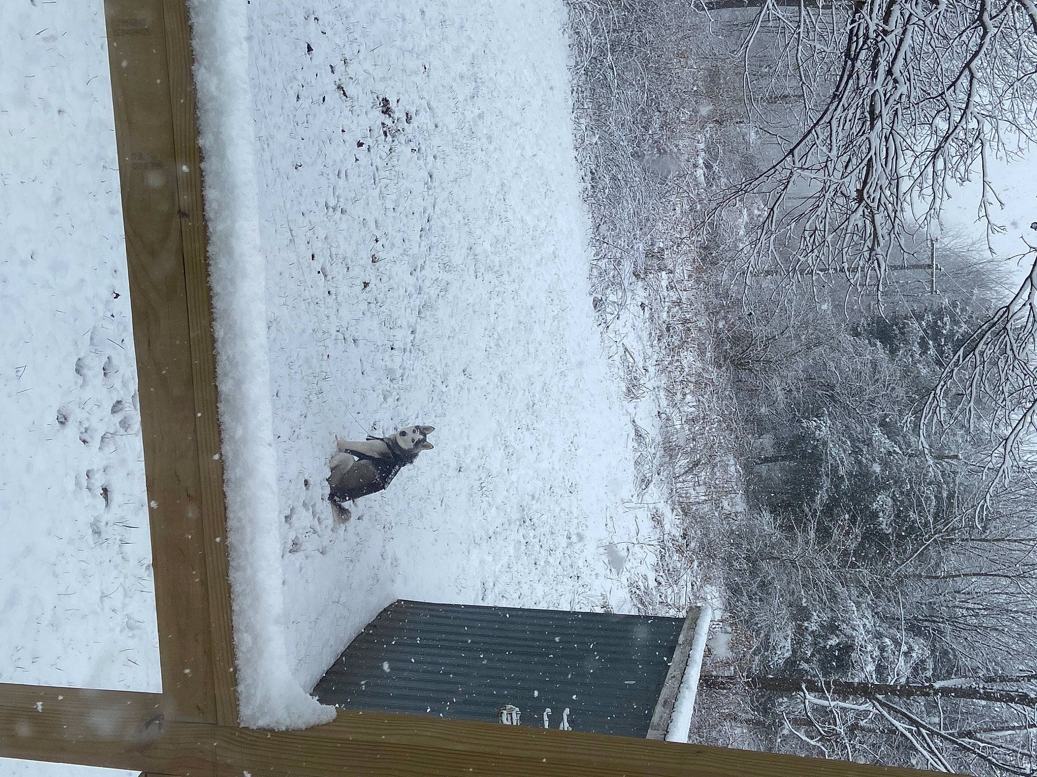 Eliza joined the competition — help win amazing prizes! concrete, door, freezing, frost, glass, grey, house, plant, precipitation, reflection, snow, tints_and_shades, tree, trunk, twig, water, window, winter, wire, wood