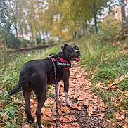 Prada participe au concours pour gagner de l'argent avec cette photo : dog, black_dog, harness, leash, autumn, fallen_leaves, forest_path, outdoor, nature, trees, grass, happy, tongue_out, canine, walking, pet, seasonal, scenic, park, daytime