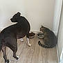 animal, black_dog, cat, companions, curious, dog, domestic, floor_tiles, food_bowl, indoor, paw_prints, pets, quiet, resting, side_view, tabby_cat, two_animals, water_bowl, white_wall, wooden_floor