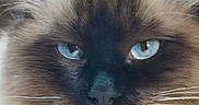 Azure a rejoint le concours — aidez-le/la à gagner de superbes lots ! alert, animal, blue_eyes, calm, cat, close_up, cute, domestic_animal, face, feline, fluffy_fur, fur_pattern, indoors, looking, mammal, pet, portrait, soft, whisker, whiskers