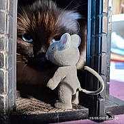 Azure participe au concours pour gagner de l'argent avec cette photo : animal, blue_eyes, cat, close_up, curious, ears, face, feline, focus, furry, indoor, nose, peeking, pet, playful, shadow, small_toy, soft_texture, toy_mouse, whiskers