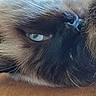 Azure a rejoint le concours — aidez-le/la à gagner de superbes lots ! animal, blue_eye, cat, close_up, detail, domestic_animal, face, feline, fur, indoor, lying_down, macro, mammal, nose, pet, relaxation, sleepy, soft_texture, whiskers, wood_surface