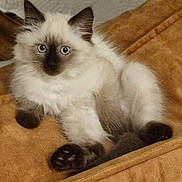 Azure a rejoint le concours — aidez-le/la à gagner de superbes lots ! kitten, cat, siamese, fluffy, blue_eyes, paws, ears, blanket, orange, fur, pet, cute, indoor, animal, mammal, young, resting, cozy, soft, domestic