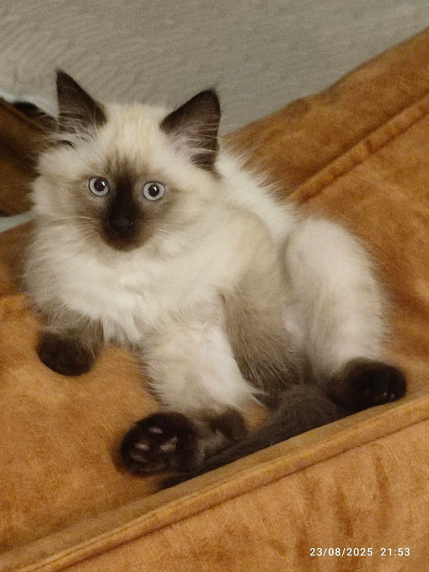 Azure a rejoint le concours — aidez-le/la à gagner de superbes lots ! kitten, cat, siamese, fluffy, blue_eyes, paws, ears, blanket, orange, fur, pet, cute, indoor, animal, mammal, young, resting, cozy, soft, domestic