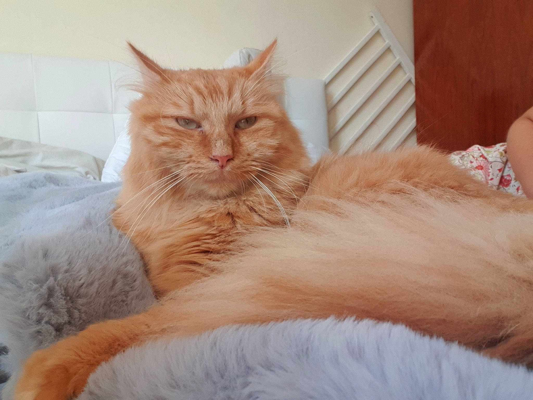 Caramel a rejoint le concours — aidez-le/la à gagner de superbes lots ! bed, carnivore, cat, claw, comfort, ear, eye, fawn, felidae, fur, nap, paw, peach, small_to_medium_sized_cats, snout, tail, terrestrial_animal, whiskers, window