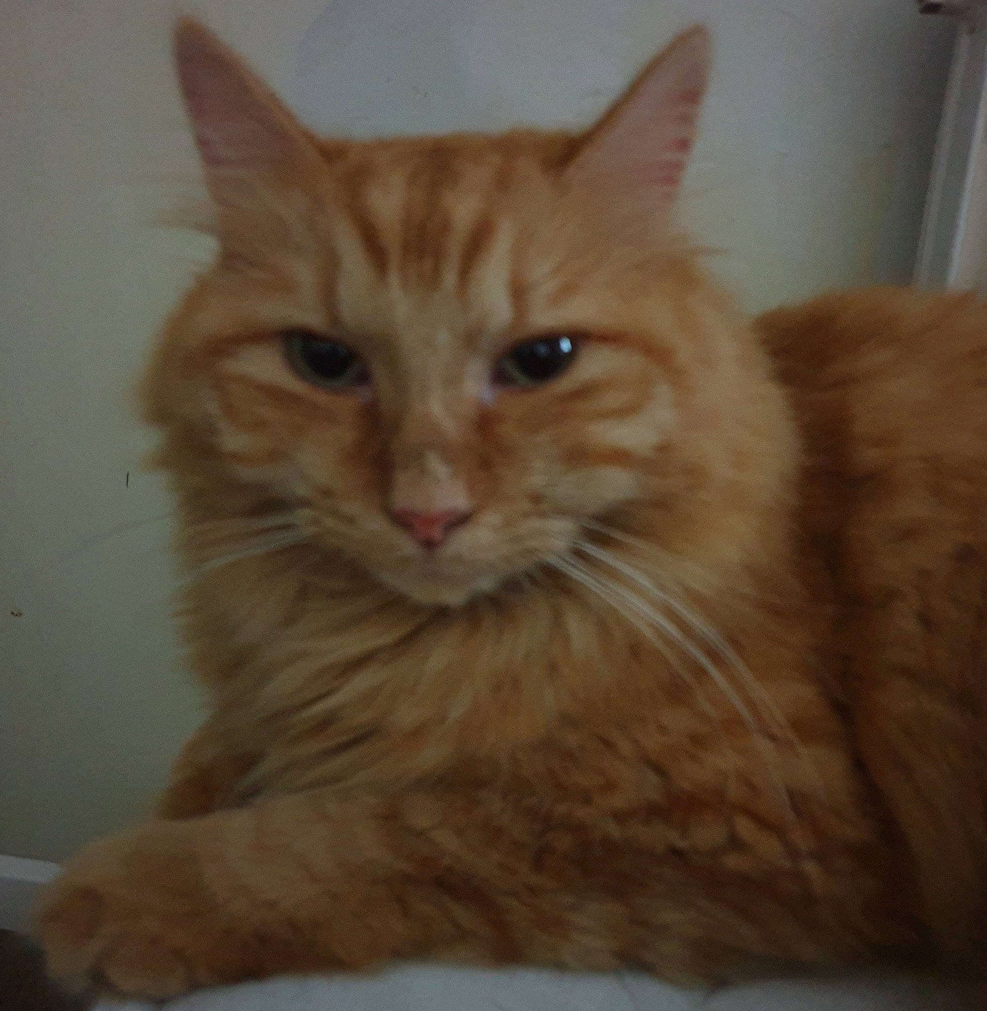 Caramel a rejoint le concours — aidez-le/la à gagner de superbes lots ! carnivore, cat, claw, domestic_short_haired_cat, ear, eye, fawn, felidae, fur, iris, paw, small_to_medium_sized_cats, snout, terrestrial_animal, whiskers, window, wood