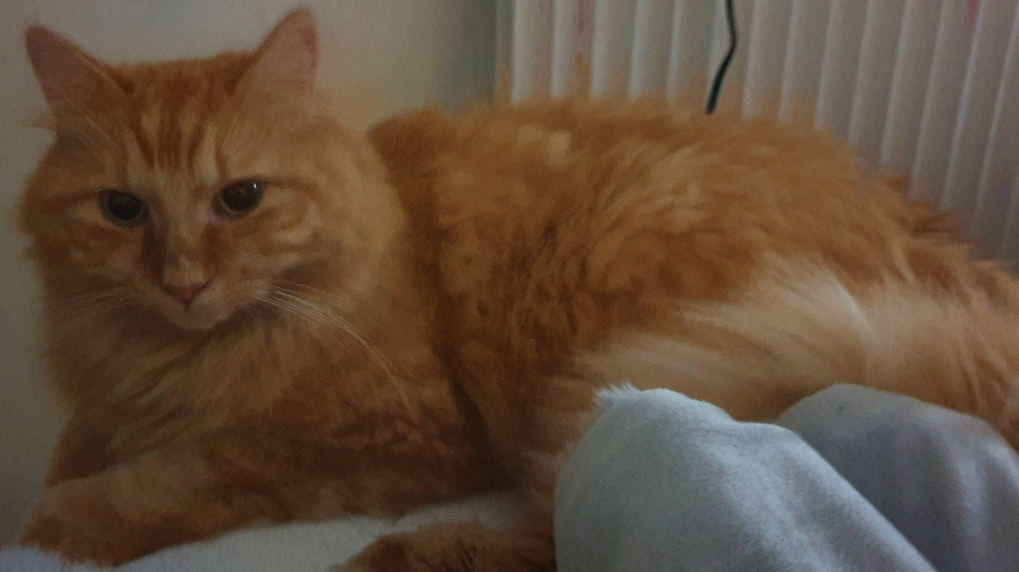 Caramel a rejoint le concours — aidez-le/la à gagner de superbes lots ! carnivore, cat, claw, comfort, domestic_short_haired_cat, eye, fawn, felidae, fur, hair, head, paw, small_to_medium_sized_cats, snout, tail, terrestrial_animal, whiskers, window