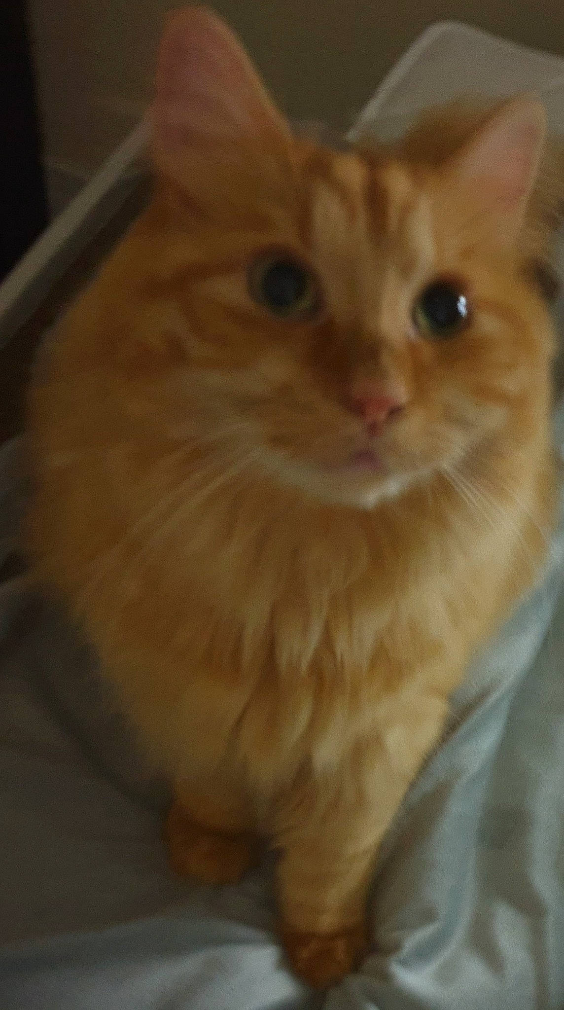 Caramel a rejoint le concours — aidez-le/la à gagner de superbes lots ! carnivore, cat, ear, eye, fawn, felidae, fur, hardwood, head, iris, paw, peach, small_to_medium_sized_cats, snout, tail, terrestrial_animal, whiskers, wood, working_animal