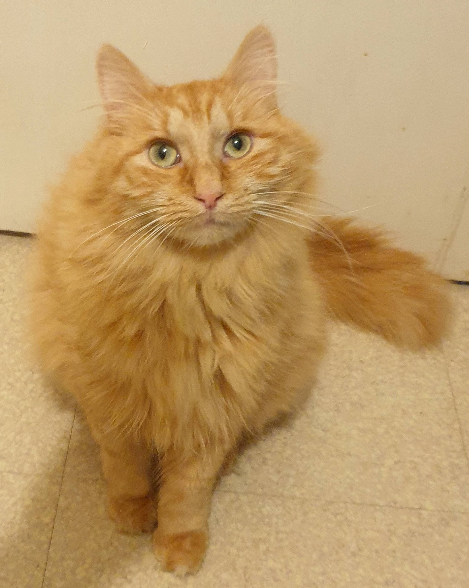 Caramel a rejoint le concours — aidez-le/la à gagner de superbes lots ! british_longhair, carnivore, cat, claw, fawn, felidae, flooring, fur, hardwood, paw, small_to_medium_sized_cats, snout, tail, terrestrial_animal, whiskers, wood
