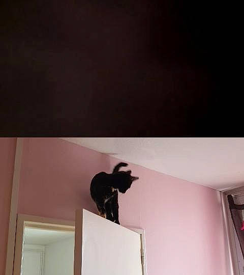 Sucette a rejoint le concours — aidez-le/la à gagner de superbes lots ! brown, ceiling, daylighting, door, felidae, flooring, font, grey, hardwood, magenta, material_property, molding, plaster, plywood, room, shade, shadow, tints_and_shades, wood, wood_stain