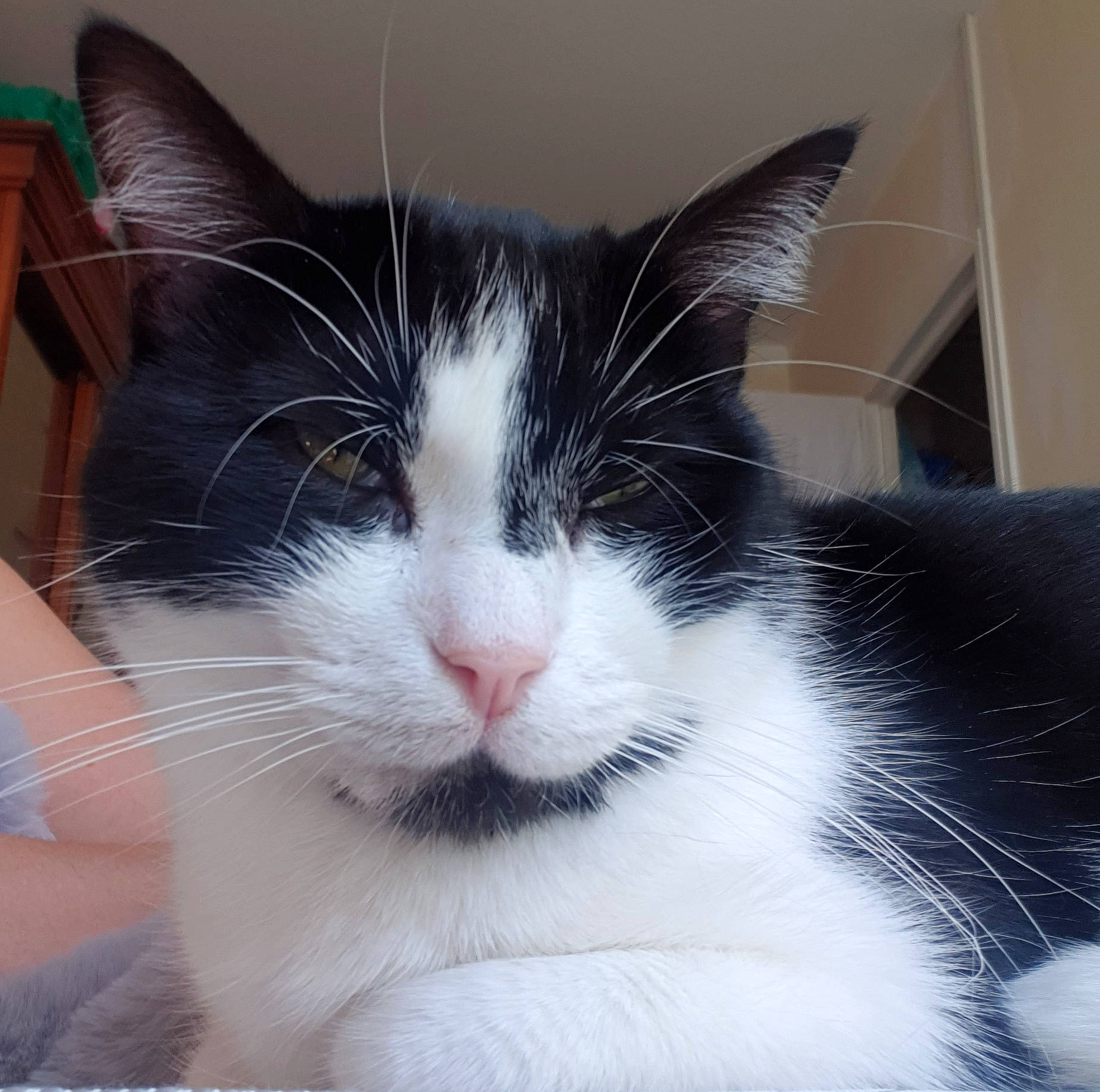 Tigrou a rejoint le concours — aidez-le/la à gagner de superbes lots ! carnivore, cat, claw, comfort, domestic_short_haired_cat, ear, eyelash, felidae, fur, happy, jaw, nose, paw, small_to_medium_sized_cats, snout, square, tail, terrestrial_animal, whiskers, window