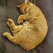 Alice is registered to the contest to win money with this photo: cat, orange_tabby, sleeping, cushion, sofa, indoor, pet, fur, cozy, resting, animal, whiskers, paw, relaxation, feline, home, carpet, cute, napping, comfortable