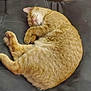 cat, ginger_cat, sleeping, couch, indoor, furniture, pet, cozy, nap, fur, animal, relaxation, home, living_room, soft, cute, whiskers, paws, rest, domestic_cat