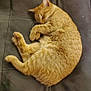 Alice is registered to the contest to win money with this photo: cat, orange_tabby, sleeping, cushion, sofa, indoor, pet, fur, cozy, resting, animal, whiskers, paw, relaxation, feline, home, carpet, cute, napping, comfortable