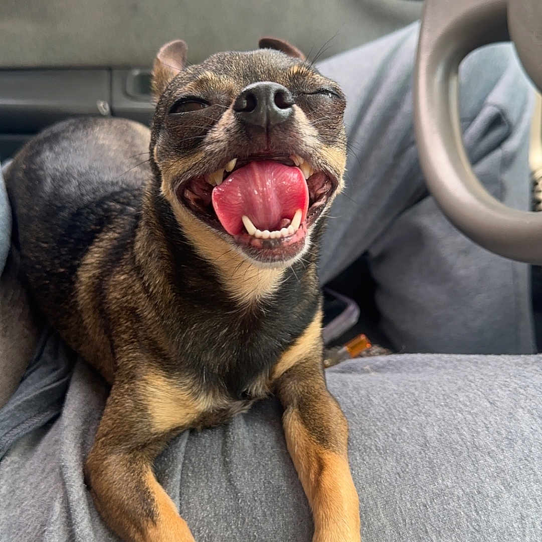 Peanut joined the competition — help win amazing prizes! animal, canine, car_interior, close_up, clothing, dog, fur, gray_pants, happy, inside_car, lap, nails, paw, person, pet, sitting, small_dog, smiling, steering_wheel, tongue_out