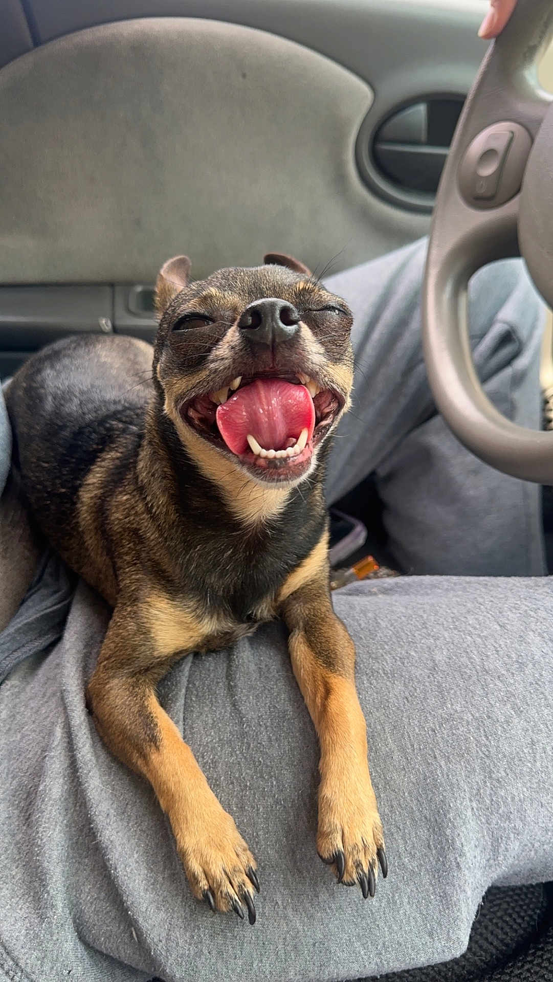 Peanut joined the competition — help win amazing prizes! animal, canine, car_interior, close_up, clothing, dog, fur, gray_pants, happy, inside_car, lap, nails, paw, person, pet, sitting, small_dog, smiling, steering_wheel, tongue_out