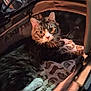 Riggs joined the competition — help win amazing prizes! cat, tabby, pet_stroller, blanket, pattern, indoor, animal, fur, whiskers, ears, eyes, curious, cozy, resting, pet, cute, domestic_animal, relaxed, mammal, feline
