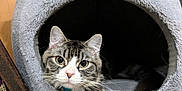 Riggs joined the competition — help win amazing prizes! cat, tabby_cat, pet, cozy_bed, plush_bed, gray_bed, indoor, floor, wooden_floor, toy, curious, paw, ears, whiskers, collar, bell, animal, cute, face, resting