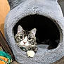 cat, tabby_cat, pet, cozy_bed, plush_bed, gray_bed, indoor, floor, wooden_floor, toy, curious, paw, ears, whiskers, collar, bell, animal, cute, face, resting