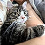Riggs joined the competition — help win amazing prizes! cat, tabby, whiskers, close_up, pet, animal, feline, yellow_eyes, fur, indoor, bed, blanket, comfort, resting, cuddle, person, leg, soft, cozy, domestic