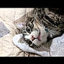 cat, tabby_cat, pet, animal, whiskers, close_up, quilted_blanket, sock, foot, indoor, curious, fur, face, sleeping_area, resting, domestic_cat, cute, feline, soft_light, cozy