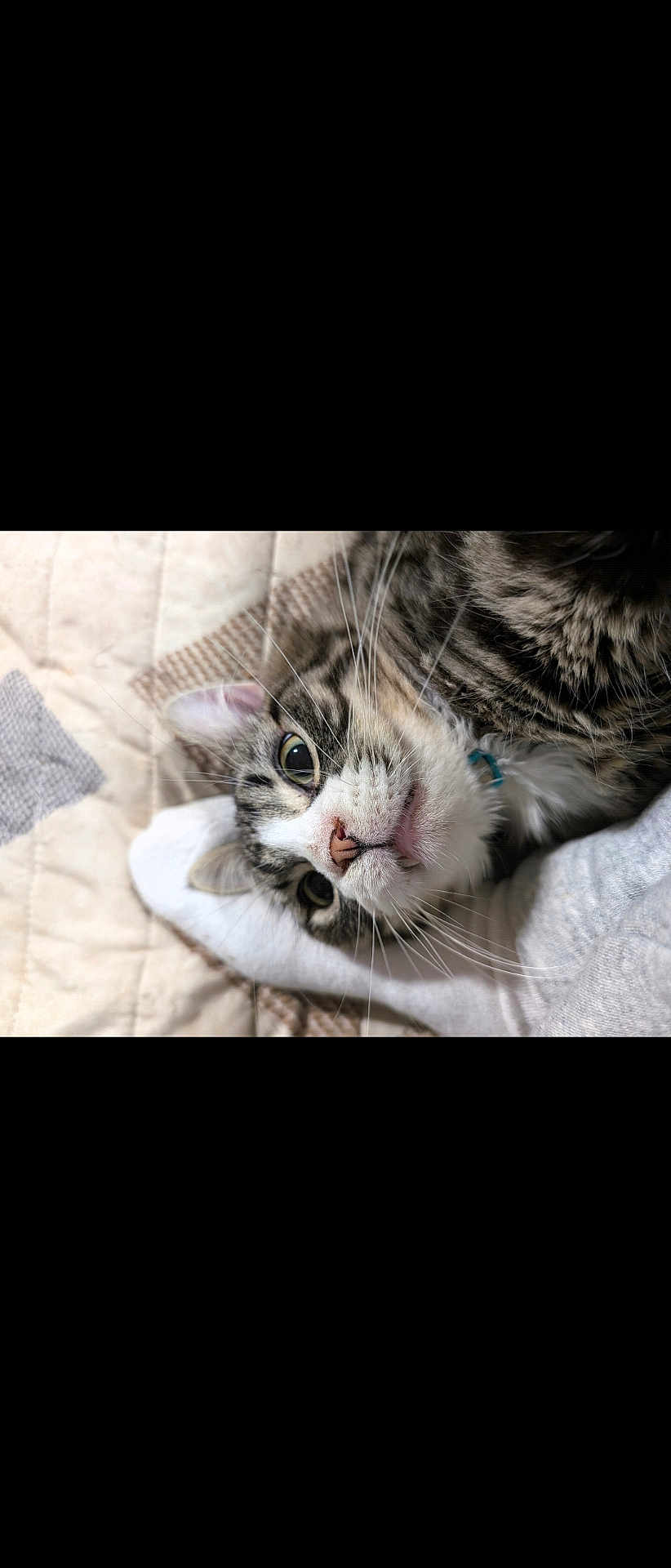 Riggs is registered to the contest to win money with this photo: cat, tabby_cat, pet, animal, whiskers, close_up, quilted_blanket, sock, foot, indoor, curious, fur, face, sleeping_area, resting, domestic_cat, cute, feline, soft_light, cozy
