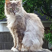 Truffles joined the competition — help win amazing prizes! cat, fluffy, gray, white, outdoor, tree, fence, greenery, pet, animal, sitting, fur, whiskers, ears, nature, wood, portrait, alert, domestic_cat, daylight