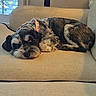 animal, beige, canine, comfort, couch, cozy, dog, domestic, ears, fur, home, indoor, living_room, pet, relaxed, resting, sleeping, snout, tail, window