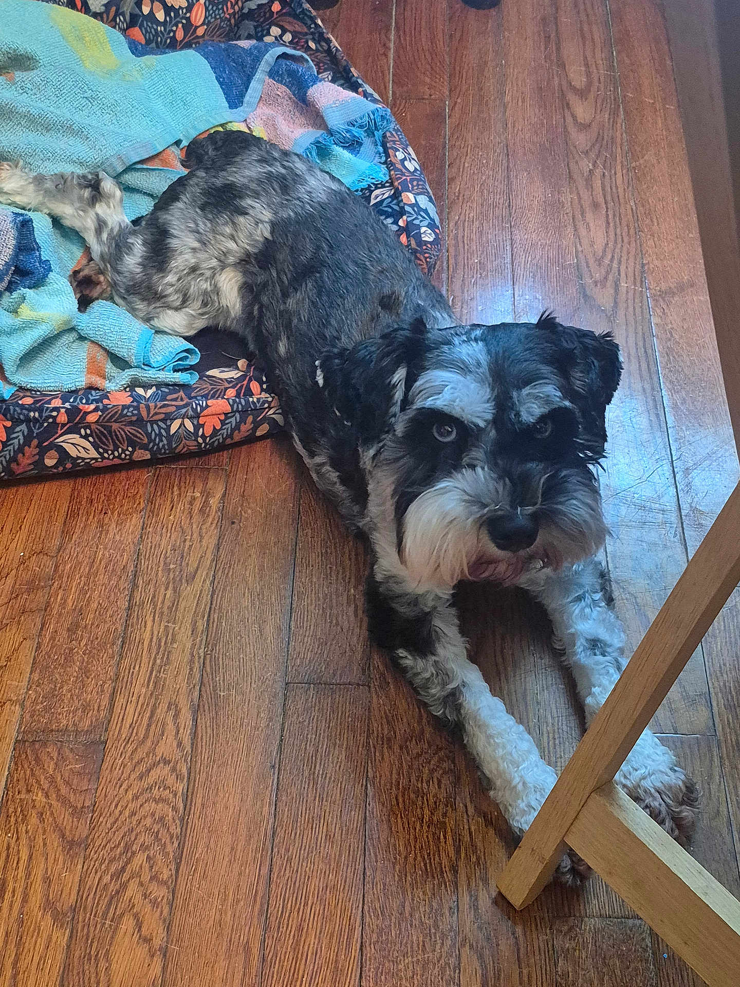 Holiday joined the competition — help win amazing prizes! dog, wooden_floor, dog_bed, towel, black_and_white, pet, indoor, furniture, curious, laying_down, beard, flooring, chair_leg, resting, animal, companion, cute, domestic, fur, eyes