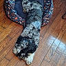 animal, black, comfort, cozy, cute, dog, dog_bed, domestic, floor, fluffy, fur, gray, home, indoor, laying_down, pet, relaxing, resting, sleeping, wooden_floor