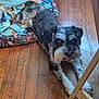 Holiday is registered to the contest to win money with this photo: animal, beard, black_and_white, canine, companion, curious, cute, dog, dog_bed, domestic, flooring, fur, home, indoor, looking_up, pet, relaxed, resting, towel, wooden_floor