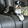 animal, black_and_white, collar, couch, cushion, decoration, dog, face, fur, furniture, home, indoor, leather, looking, patterned, paw, pet, relaxing, resting, small_butterfly
