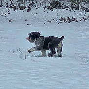 Holiday is registered to the contest to win money with this photo: animal, ball, canine, cold, daytime, dog, fence, fence_background, fur, grass, nature, outdoor, pet, playful, small_dog, snow, toy, walking, winter, yard