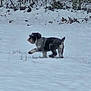 animal, ball, canine, cold, daytime, dog, fence, fence_background, fur, grass, nature, outdoor, pet, playful, small_dog, snow, toy, walking, winter, yard