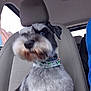 Holiday joined the competition — help win amazing prizes! animal, black_fur, blue_clothing, canine, car_interior, car_window, collar, dog, fur, gray_fur, indoor, mammal, motion_blur, person_partial, pet, seat, seat_headrest, seatbelt, vehicle, window