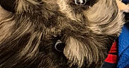 Holiday joined the competition — help win amazing prizes! animal, black_and_white, blue_blanket, canine, close_up, cozy, curious, cute, dog, domestic_animal, eyes, face, fluffy, fur, indoor, pet, portrait, resting, snout, soft_texture