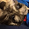 animal, black_and_white, blue_blanket, canine, close_up, cozy, curious, cute, dog, domestic_animal, eyes, face, fluffy, fur, indoor, pet, portrait, resting, snout, soft_texture