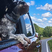 Holiday is registered to the contest to win money with this photo: dog, car, window, outdoor, sky, clouds, road, trees, collar, paw, reflection, travel, nature, sunny, vehicle, canine, roadside, transportation, scenery, daytime