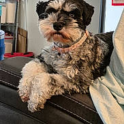 Holiday joined the competition — help win amazing prizes! animal, black_and_white, canine, collar, companion, couch, cute, dog, domestic, fluffy, fur, furniture, household, indoor, leather, paw, pet, portrait, relaxed, resting