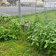 Franky is registered to the contest to win money with this photo: animal, background, bush, cat, chain_link_fence, curious, daytime, fence, grass, gray_cat, green_plants, leaf, mammal, nature, outdoor, parking_lot, pet, school_bus, urban, wildlife
