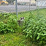 animal, background, bush, cat, chain_link_fence, curious, daytime, fence, grass, gray_cat, green_plants, leaf, mammal, nature, outdoor, parking_lot, pet, school_bus, urban, wildlife