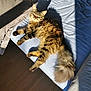 Romy a rejoint le concours — aidez-le/la à gagner de superbes lots ! cat, tabby, fluffy, bed, blanket, sunlight, shadow, fur, relaxing, pet, animal, indoors, cozy, sleepy, whiskers, tail, paws, comfortable, resting, feline