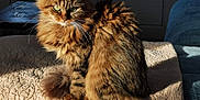 Romy a rejoint le concours — aidez-le/la à gagner de superbes lots ! cat, cozy, domestic_animal, feline, fluffy, fur, green_eyes, home, indoor, pet, quilt, relaxing, sitting, soft_light, sunlight, tabby, tail, texture, whiskers, window