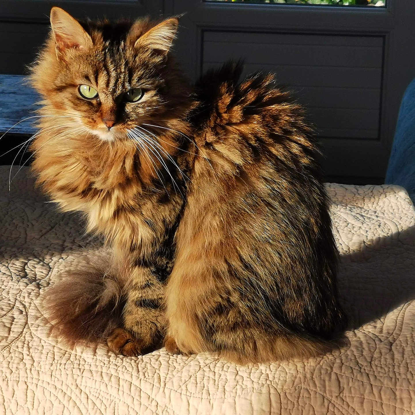 Romy a rejoint le concours — aidez-le/la à gagner de superbes lots ! cat, cozy, domestic_animal, feline, fluffy, fur, green_eyes, home, indoor, pet, quilt, relaxing, sitting, soft_light, sunlight, tabby, tail, texture, whiskers, window