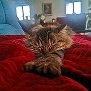 Romy a rejoint le concours — aidez-le/la à gagner de superbes lots ! cat, tabby, sleeping, paw, blanket, red, couch, living_room, window, christmas_tree, decorations, furniture, cozy, indoor, pet, fur, resting, domestic_animal, soft_focus, relaxation