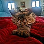 cat, tabby, sleeping, paw, blanket, red, couch, living_room, window, christmas_tree, decorations, furniture, cozy, indoor, pet, fur, resting, domestic_animal, soft_focus, relaxation
