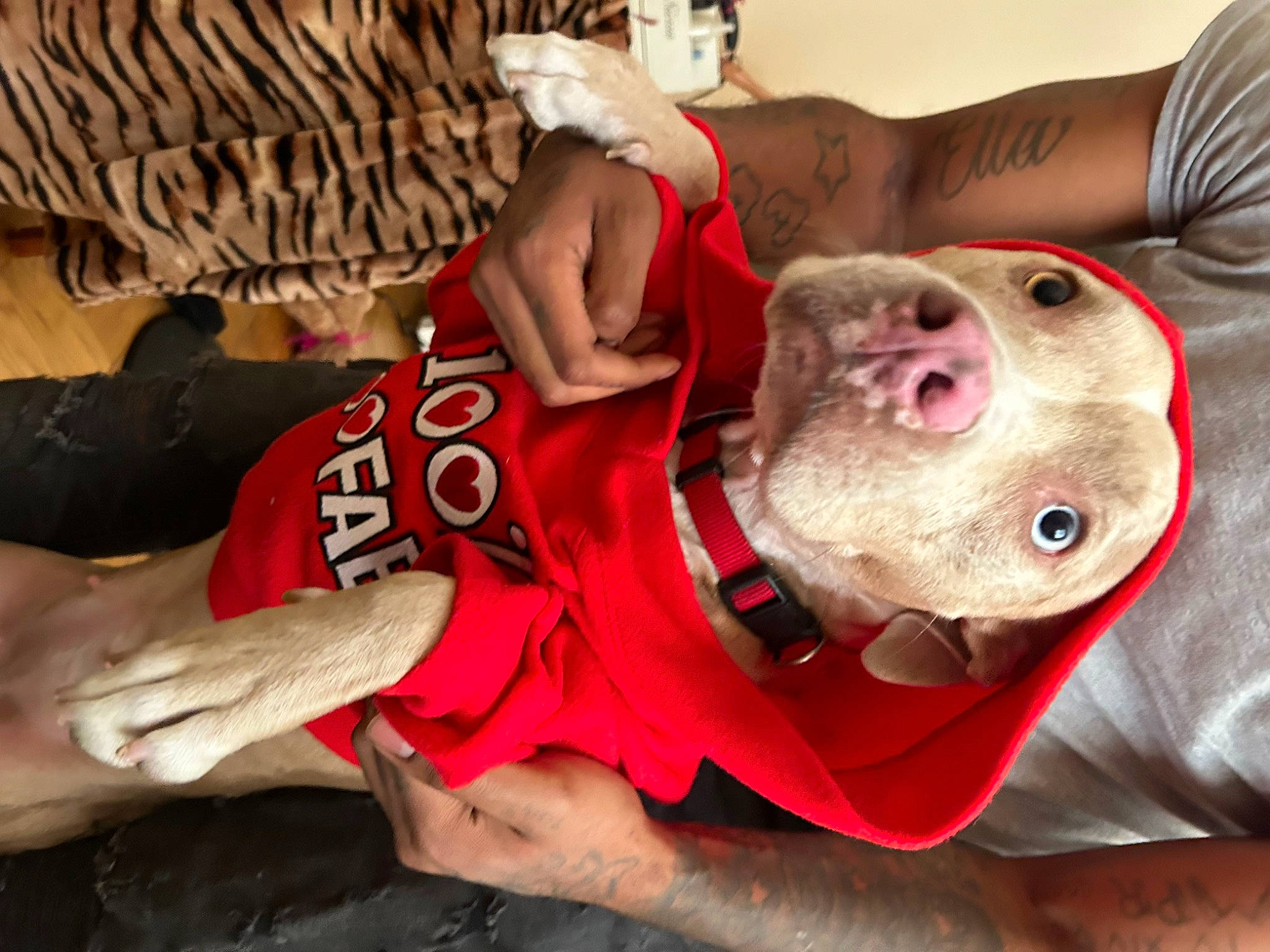 Hazel is registered to the contest to win money with this photo: canidae, carnivore, chest, companion_dog, dog, dog_breed, elbow, fawn, flesh, fun, jaw, non_sporting_group, personal_protective_equipment, recreation, selfie, snout, sporting_group, thigh, throat, working_animal