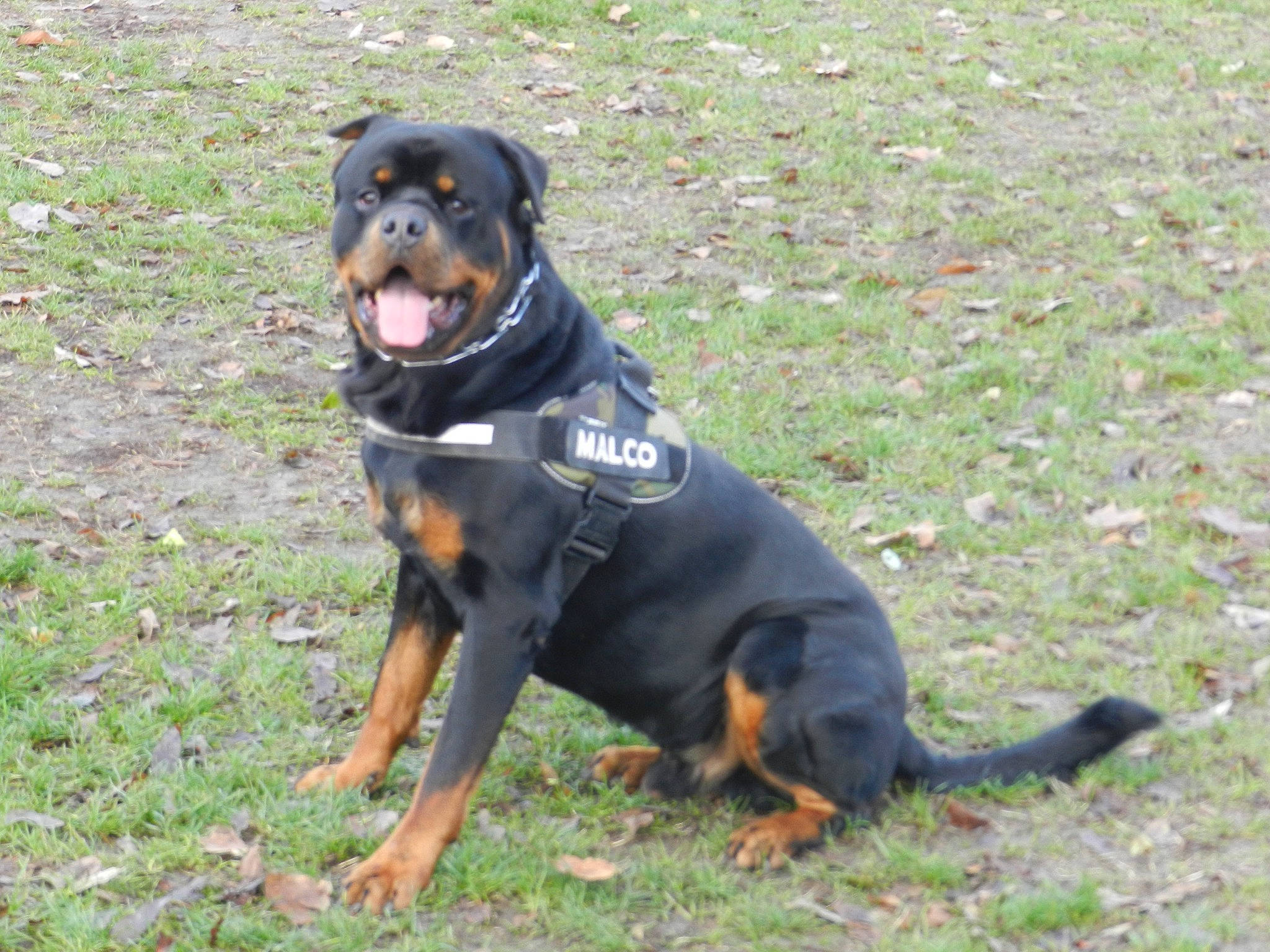 Malco a rejoint le concours — aidez-le/la à gagner de superbes lots ! beaglier, canidae, carnivore, collar, companion_dog, dog, dog_breed, grass, guard_dog, hound, hunting_dog, pinscher, rottweiler, snout, sporting_group, working_animal, working_dog